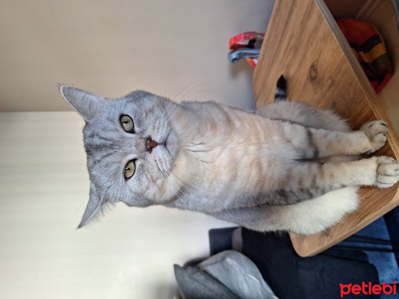 British Shorthair, Kedi  CASPER fotoğrafı