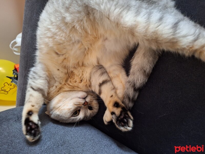 British Shorthair, Kedi  CASPER fotoğrafı