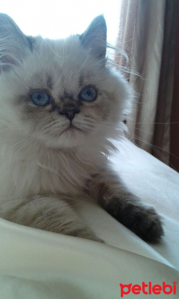 Chinchilla, Kedi  Puffy fotoğrafı