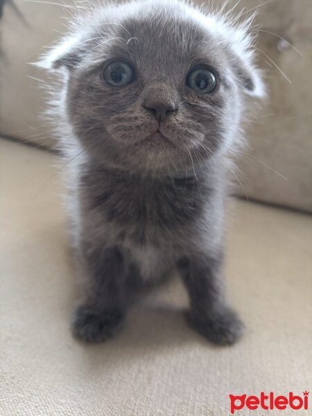 Scottish Fold, Kedi  Yumak fotoğrafı