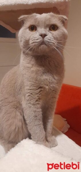 Scottish Fold, Kedi  Latte fotoğrafı