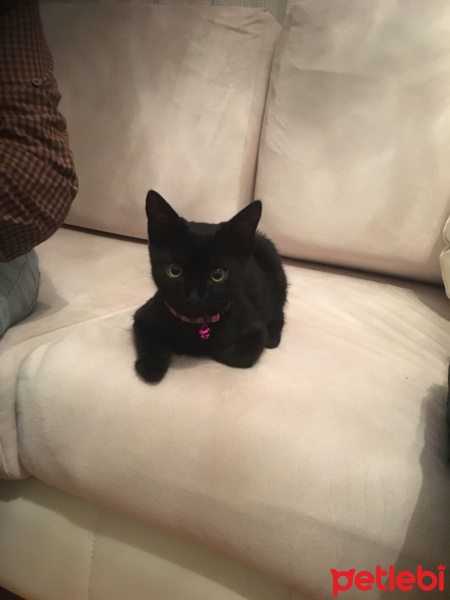 Tekir Kedi, Kedi  ZEYTİN fotoğrafı