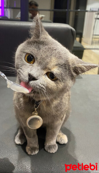 Brazilian Shorthair, Kedi  GÖZ fotoğrafı