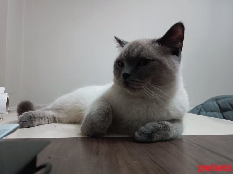 British Shorthair, Kedi  Mars fotoğrafı