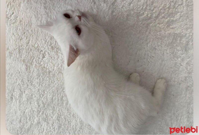 British Shorthair, Kedi  Lupin fotoğrafı