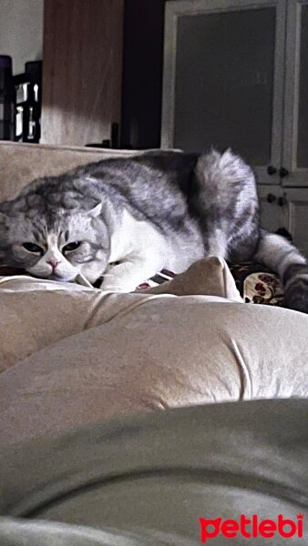 Scottish Fold, Kedi  Sakız fotoğrafı