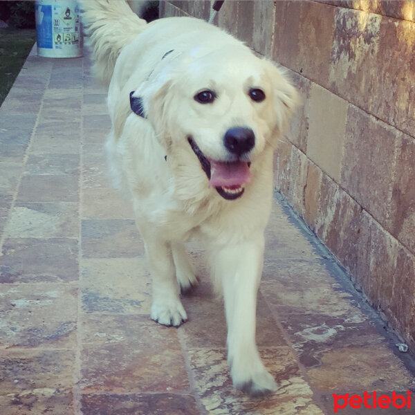 Golden Retriever, Köpek  Liya fotoğrafı