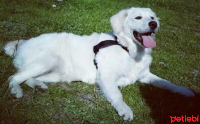 Golden Retriever, Köpek  Liya fotoğrafı