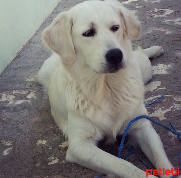 Golden Retriever, Köpek  Liya fotoğrafı