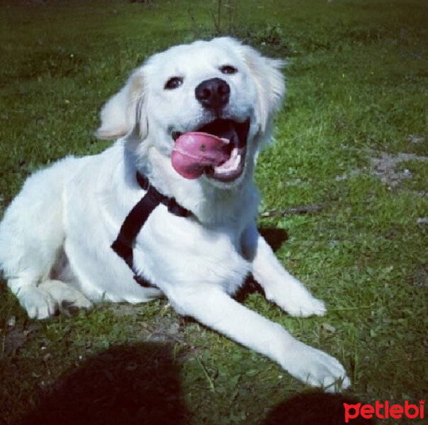 Golden Retriever, Köpek  Liya fotoğrafı