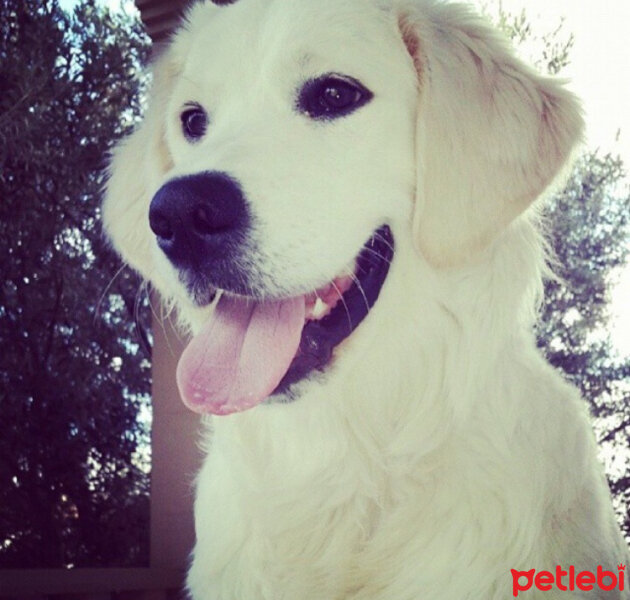 Golden Retriever, Köpek  Liya fotoğrafı