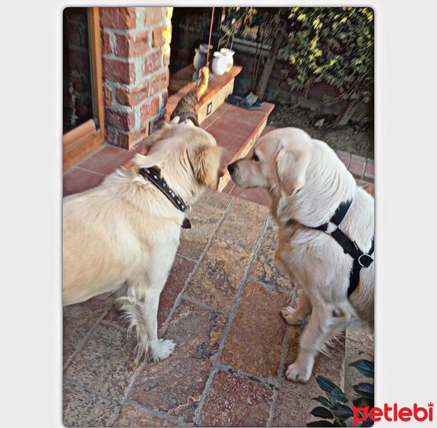 Golden Retriever, Köpek  Liya fotoğrafı