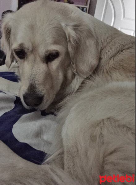 Golden Retriever, Köpek  Liya fotoğrafı