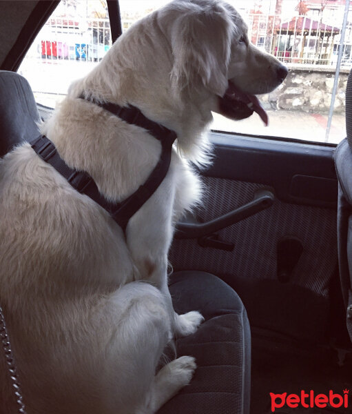 Golden Retriever, Köpek  Liya fotoğrafı