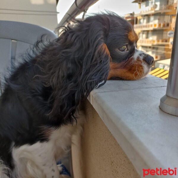 Cavalier King Charles Spanieli, Köpek  Oscar fotoğrafı