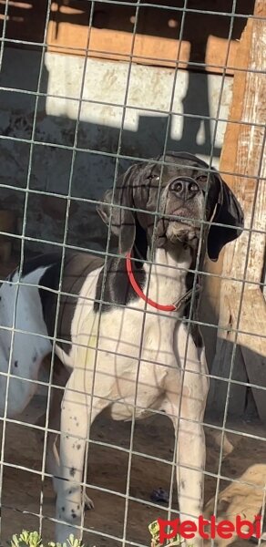 Pointer, Köpek  Olivia fotoğrafı