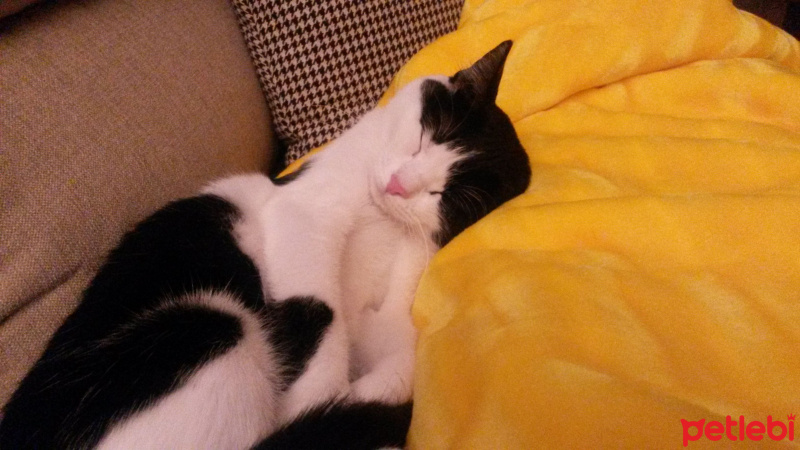 Tuxedo (Smokin) Kedi, Kedi  BONCUK fotoğrafı