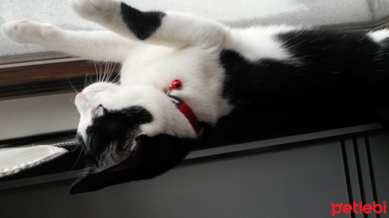 Tuxedo (Smokin) Kedi, Kedi  BONCUK fotoğrafı