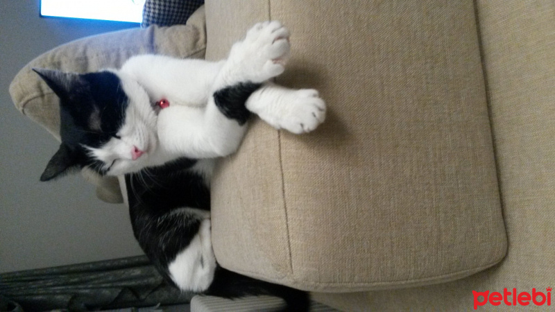 Tuxedo (Smokin) Kedi, Kedi  BONCUK fotoğrafı