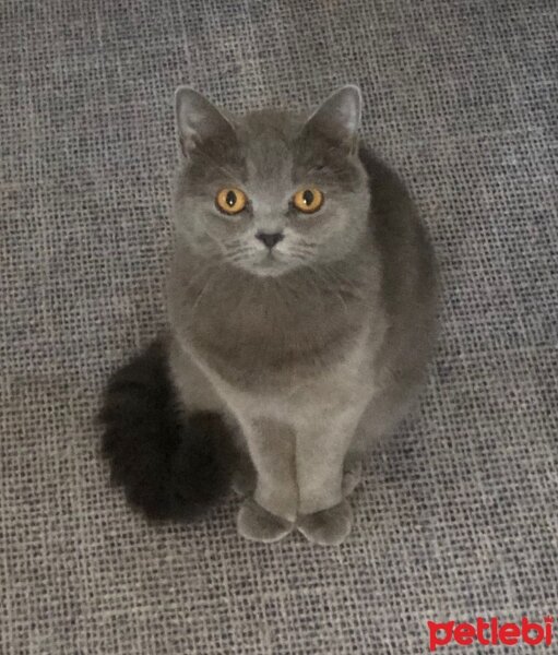 British Shorthair, Kedi  Lilibeth fotoğrafı