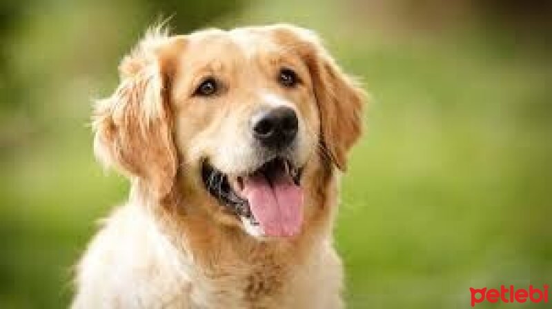 Golden Retriever, Köpek  Badem fotoğrafı