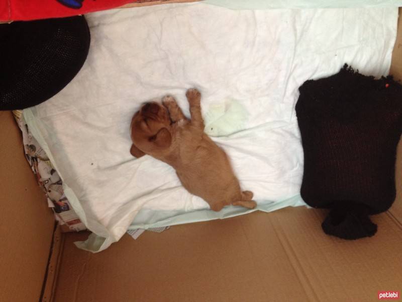 Amerikan Cocker Spaniel, Köpek  Gofret(gofgof) fotoğrafı