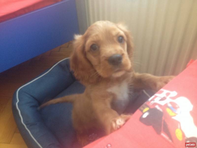 Amerikan Cocker Spaniel, Köpek  Gofret(gofgof) fotoğrafı