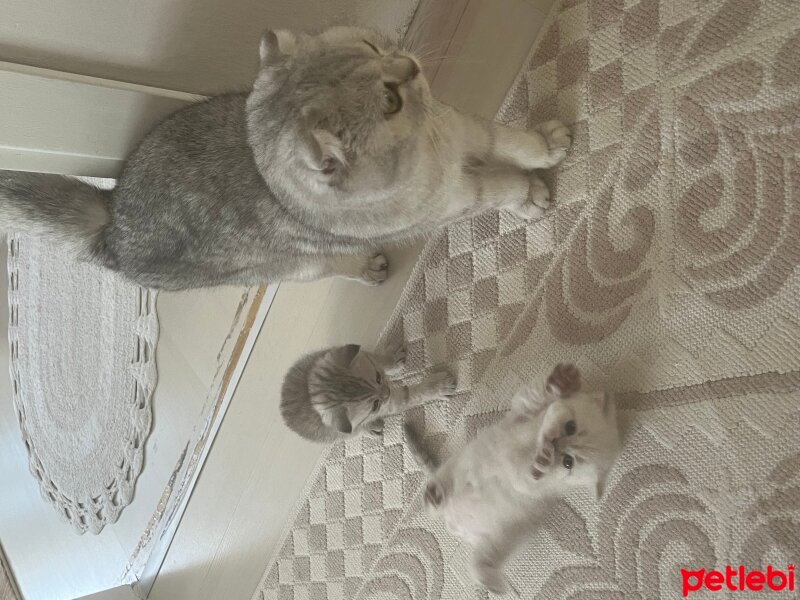 Scottish Fold, Kedi  Çiko fotoğrafı