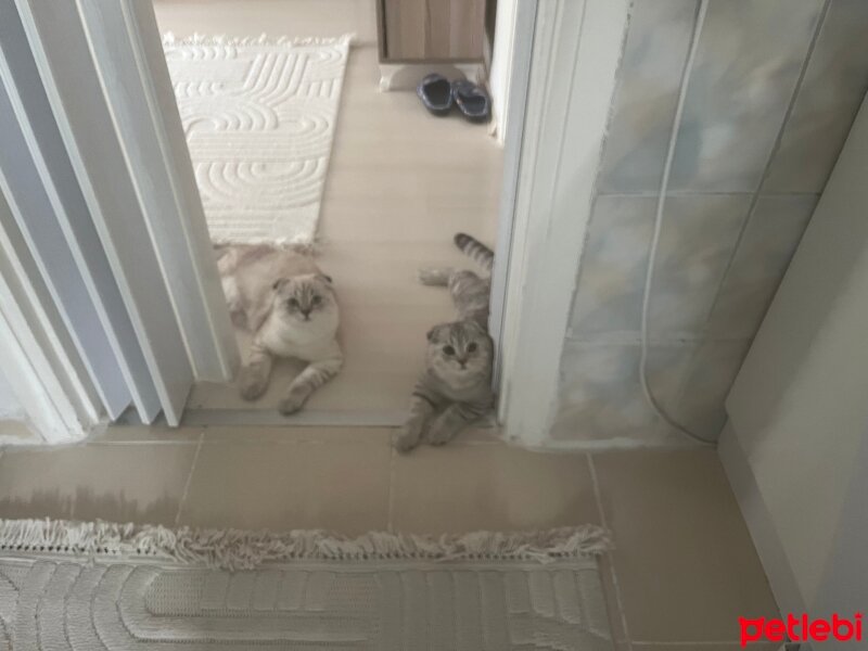 Scottish Fold, Kedi  Sütlaç ve Şımarık fotoğrafı