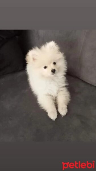 Pomeranyalı, Köpek  Mia fotoğrafı