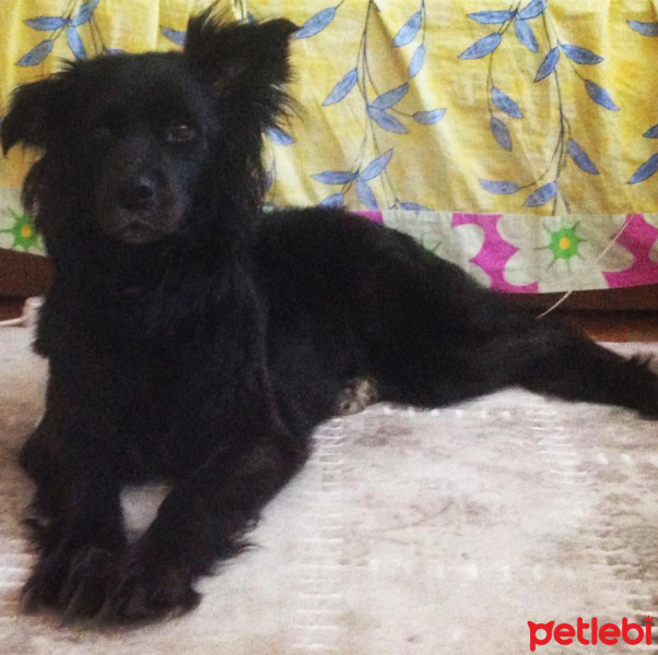Sokö (Sokak Köpeği), Köpek  Tekila fotoğrafı