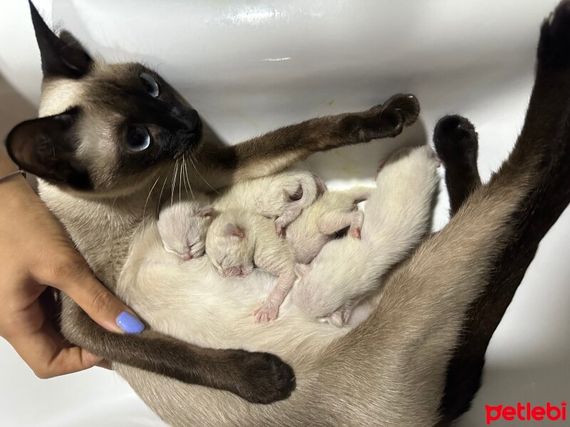 Siyam Kedisi, Kedi  Siyam Yavru Kedi fotoğrafı