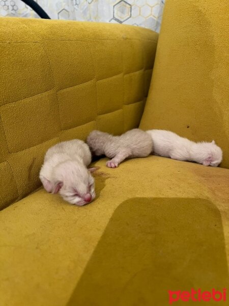 Siyam Kedisi, Kedi  Siyam Yavru Kedi fotoğrafı