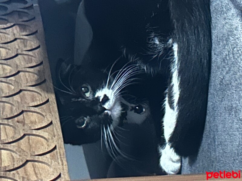 Tuxedo (Smokin) Kedi, Kedi  dünyalar tatlısı sokağa atılan uysal maya fotoğrafı