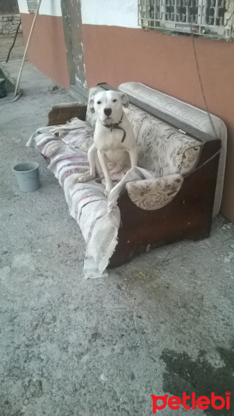 Dogo Arjantin, Köpek  Pamuk fotoğrafı