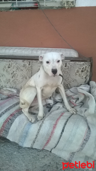 Dogo Arjantin, Köpek  Pamuk fotoğrafı