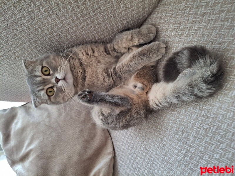 Scottish Fold, Kedi  Baron fotoğrafı