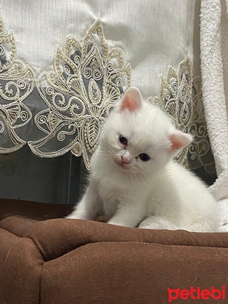 British Shorthair, Kedi  Pamuk fotoğrafı