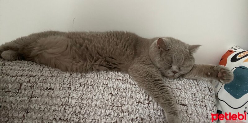 British Longhair, Kedi  Pablo fotoğrafı