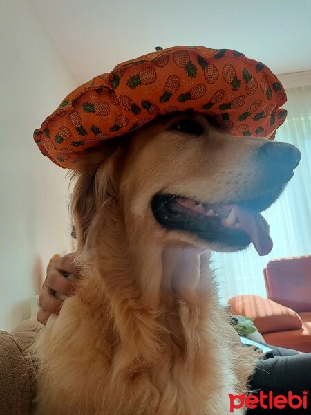 Golden Retriever, Köpek  Oscar fotoğrafı