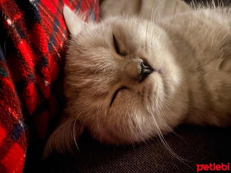 British Shorthair, Kedi  Lady pışık fotoğrafı