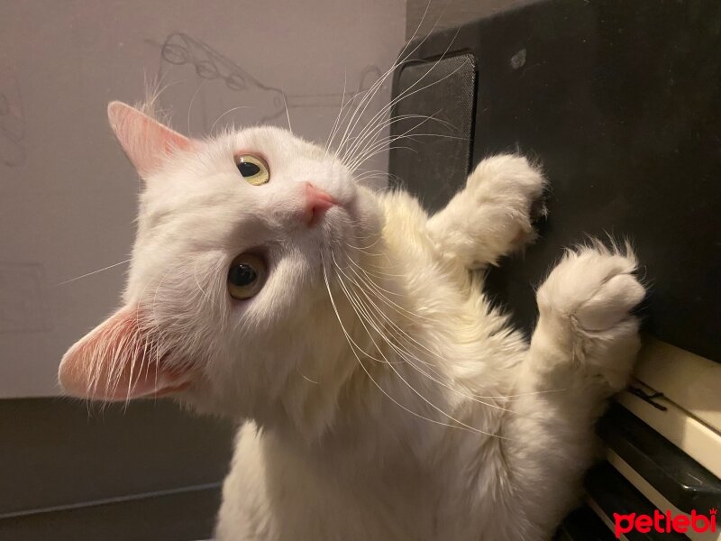 Chinchilla, Kedi  Badem fotoğrafı