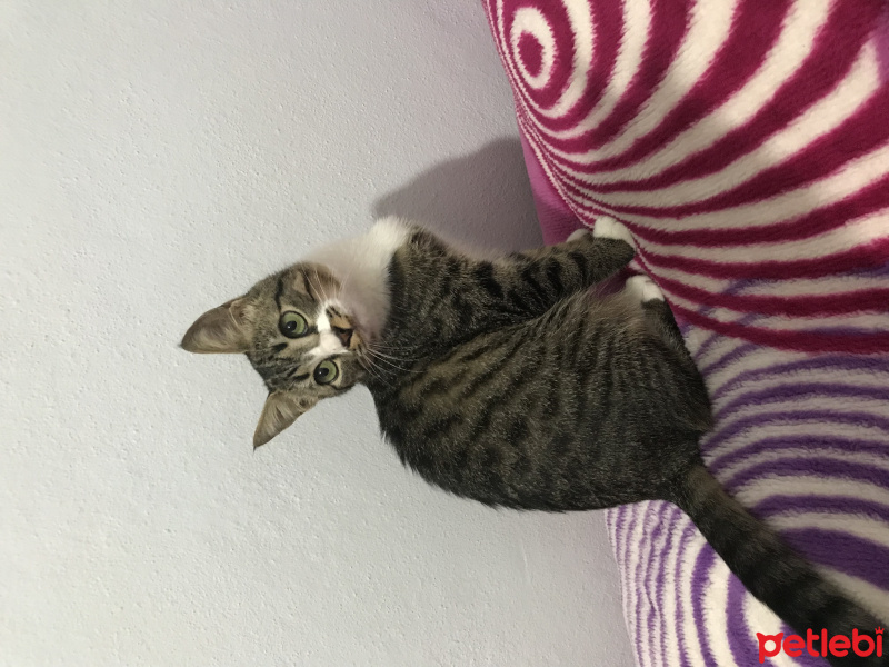 Tekir Kedi, Kedi  Boncuk fotoğrafı