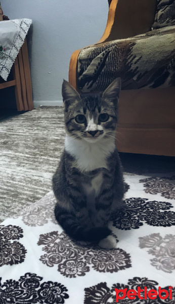 Tekir Kedi, Kedi  Boncuk fotoğrafı