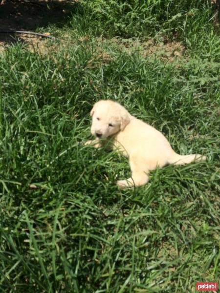 Akbaş, Köpek  Akbaş fotoğrafı