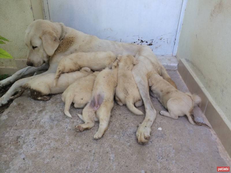 Akbaş, Köpek  Akbaş fotoğrafı