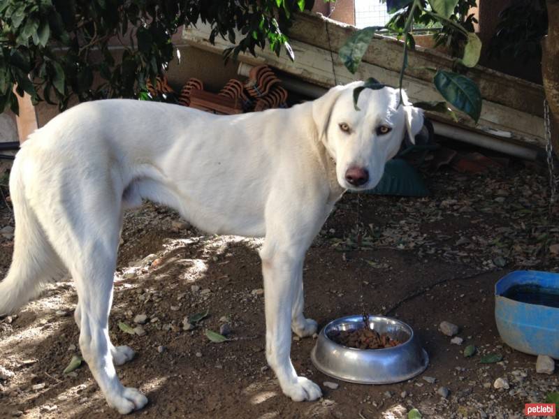 Akbaş, Köpek  Akbaş fotoğrafı