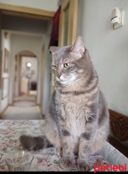 Tekir Kedi, Kedi  Hamur oglan fotoğrafı