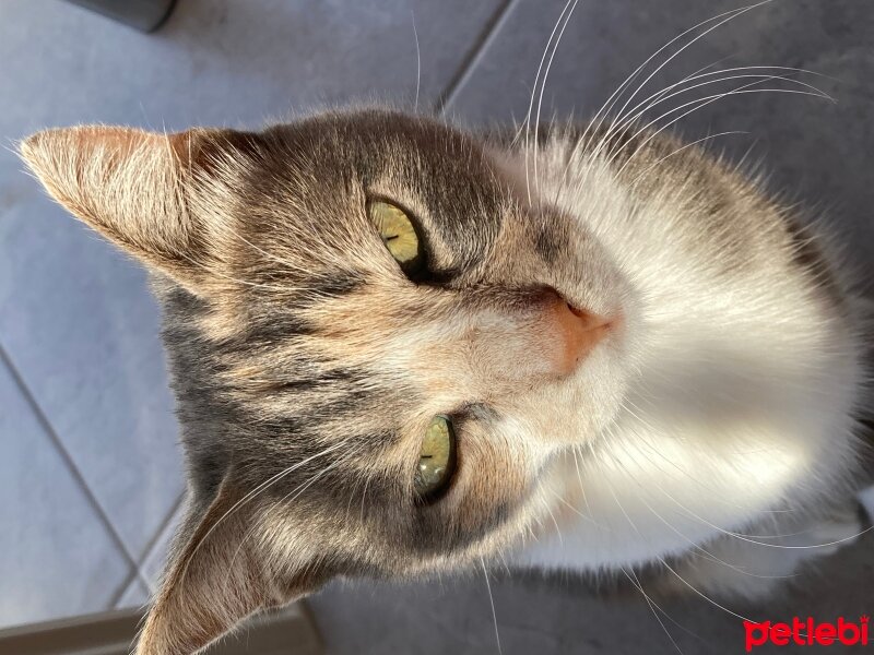 Tekir Kedi, Kedi  mila fotoğrafı