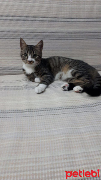 Tekir Kedi, Kedi  Boncuk fotoğrafı